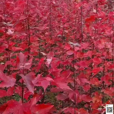 自家扦插紅楓苗百余萬(wàn)棵今秋供應(yīng)詳情及紅楓苗栽培注意事項(xiàng)